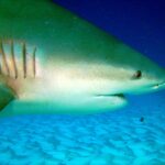 Gros plan sur la tête d'un requin-bouledogue, les cinq fentes branchiales, le petit œil et la bouche entrouverte, au-dessus du sable ondulé