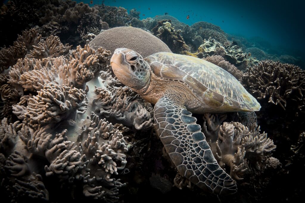 Gros plan d'une tortue marine au repos entre des coraux mous aux lobes beiges, une grosse boule de corail derrière elle et sa nageoire avant étalée au premier plan.