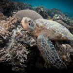 Gros plan d'une tortue marine au repos entre des coraux mous aux lobes beiges, une grosse boule de corail derrière elle et sa nageoire avant étalée au premier plan.