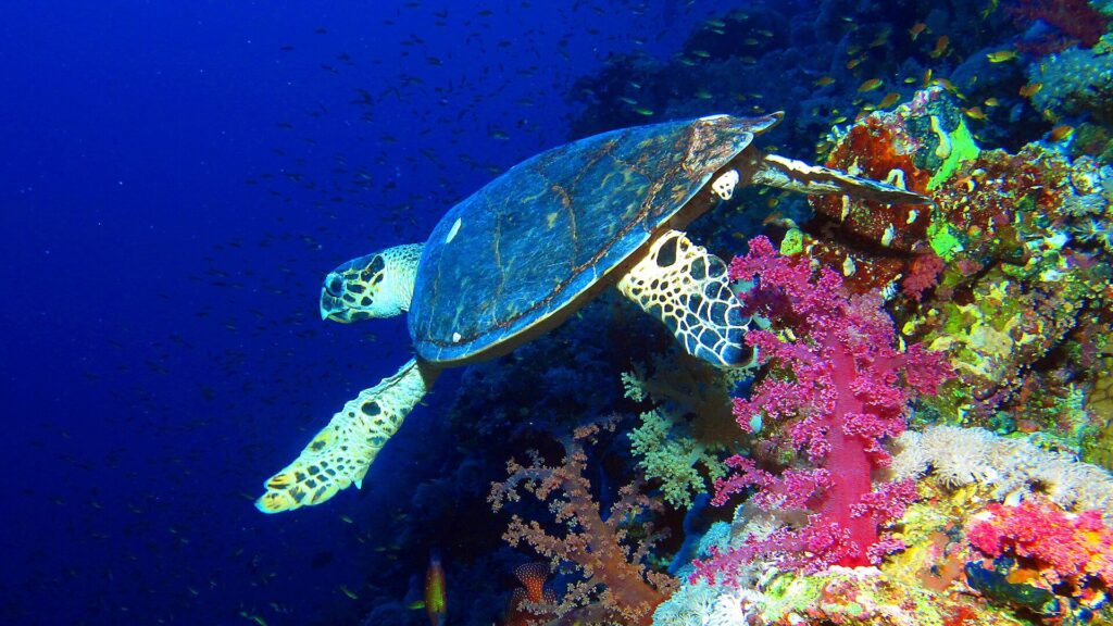Une tortue imbriquée nage le long du mur, au-dessus de coraux mous roses, le bleu profond derrière elle