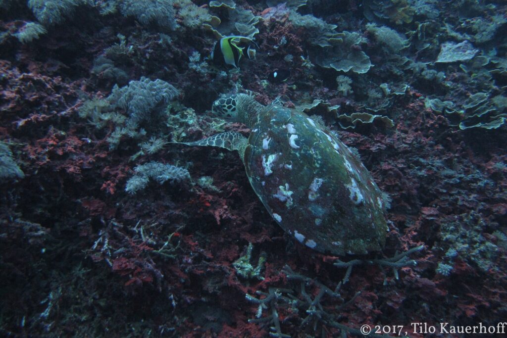 Une tortue marine à la carapace sombre tachée de blanc, vue de dessus, qui se nourrit sur un récif de coraux mous et d'encroûtements rouges, une idole des Maures au-dessus d'elle.