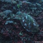 Une tortue marine à la carapace sombre tachée de blanc, vue de dessus, qui se nourrit sur un récif de coraux mous et d'encroûtements rouges, une idole des Maures au-dessus d'elle.