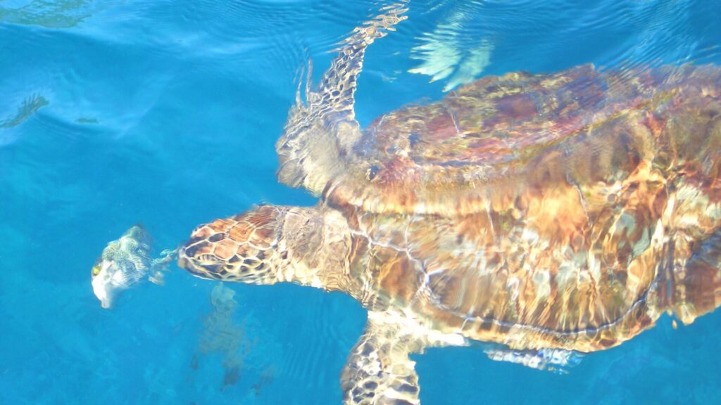 Une tortue imbriquée vue d'au-dessus, carapace brune et ambre sous les reflets de la surface, nage dans l'eau bleue des Similan