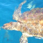 Une tortue imbriquée vue d'au-dessus, carapace brune et ambre sous les reflets de la surface, nage dans l'eau bleue des Similan