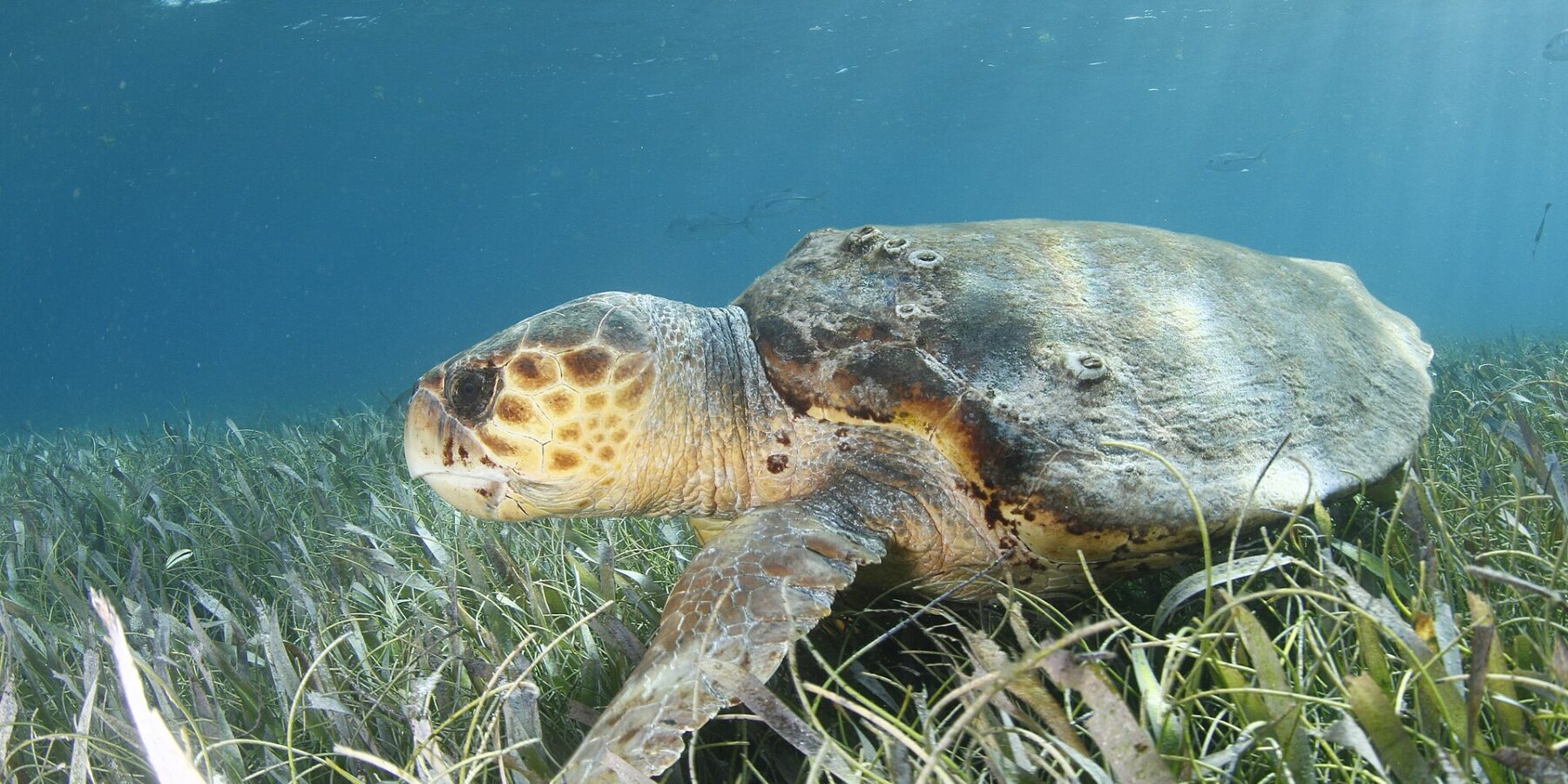 Une tortue caouanne de profil au-dessus d'un herbier, la tête à gauche : une tête énorme couverte d'écailles brunes cerclées de jaune, un bec épais, une carapace brune semée de cirripèdes et une nageoire antérieure posée dans les herbes