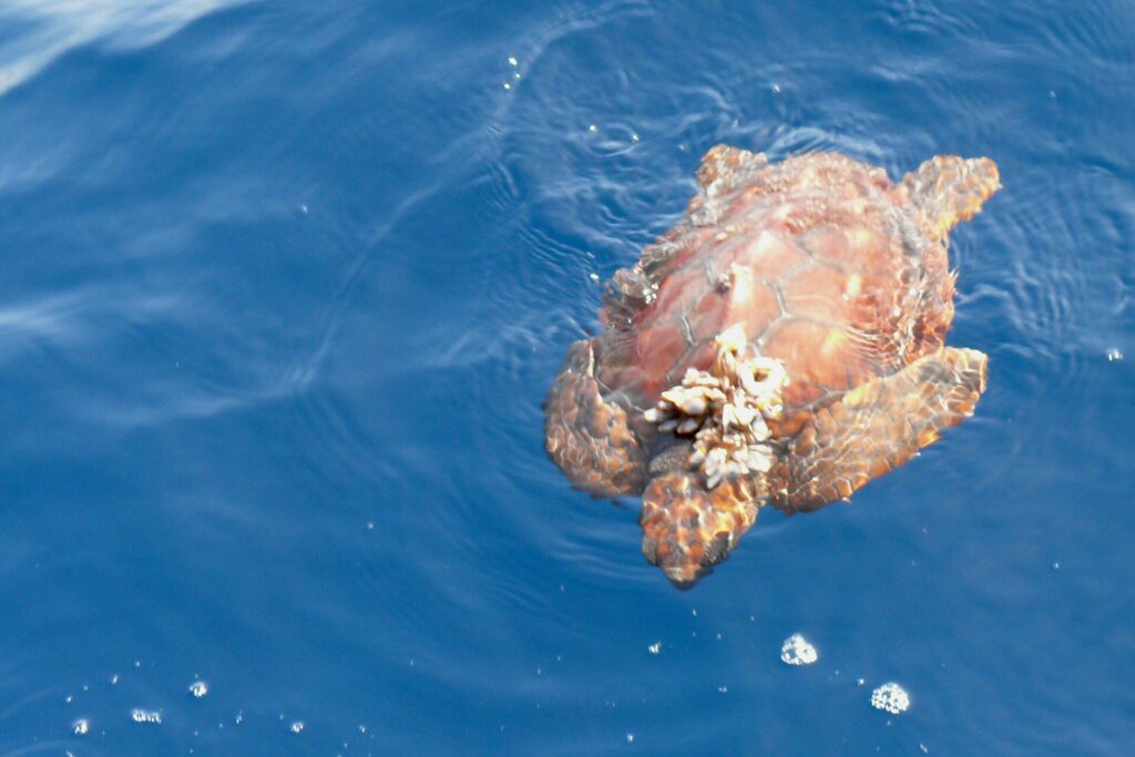 Une jeune tortue caouanne vue d'en haut à la surface d'une mer bleue, la tête vers le bas de l'image : une carapace brun orangé aux écailles bien dessinées, une grappe de cirripèdes fixée à l'avant, les nageoires écartées