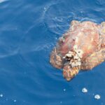 Une jeune tortue caouanne vue d'en haut à la surface d'une mer bleue, la tête vers le bas de l'image : une carapace brun orangé aux écailles bien dessinées, une grappe de cirripèdes fixée à l'avant, les nageoires écartées