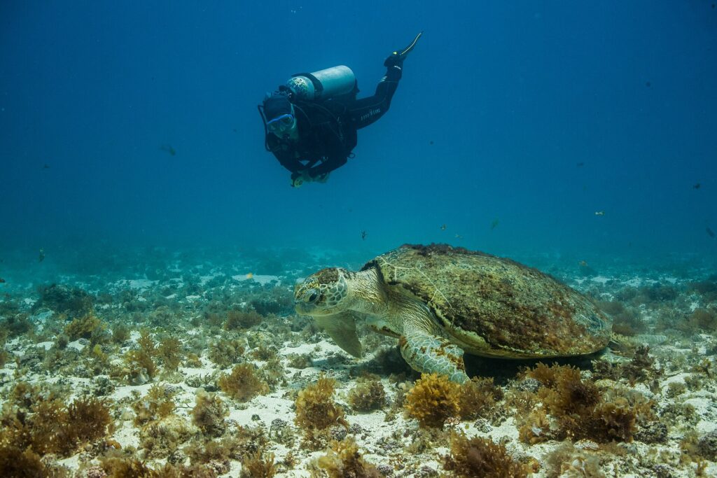 Une grosse tortue caouanne posée sur un fond de sable et d'algues brunes, la carapace couverte d'algues, sous le regard d'un plongeur qui passe au-dessus d'elle