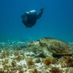 Une grosse tortue caouanne posée sur un fond de sable et d'algues brunes, la carapace couverte d'algues, sous le regard d'un plongeur qui passe au-dessus d'elle