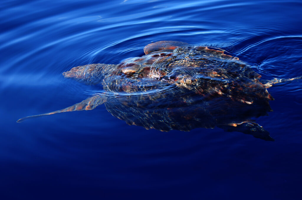Une tortue caouanne vue d'en haut, juste sous la surface d'une mer d'un bleu profond : la carapace brun-roux affleure et une nageoire antérieure se tend sur le côté