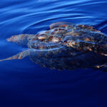 Une tortue caouanne vue d'en haut, juste sous la surface d'une mer d'un bleu profond : la carapace brun-roux affleure et une nageoire antérieure se tend sur le côté
