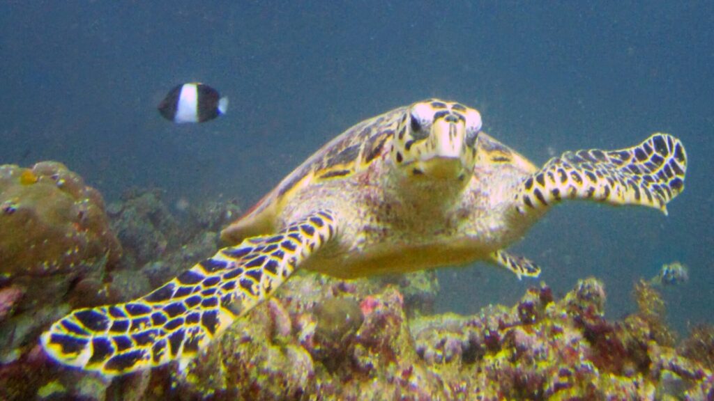 Une tortue imbriquée nage vers l'objectif, bec crochu et nageoires écailleuses, un poisson-demoiselle noir et blanc derrière elle