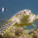 Une tortue imbriquée nage vers l'objectif, bec crochu et nageoires écailleuses, un poisson-demoiselle noir et blanc derrière elle