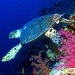 Une tortue imbriquée nage le long d'un tombant au-dessus de coraux mous roses, le bleu profond derrière elle