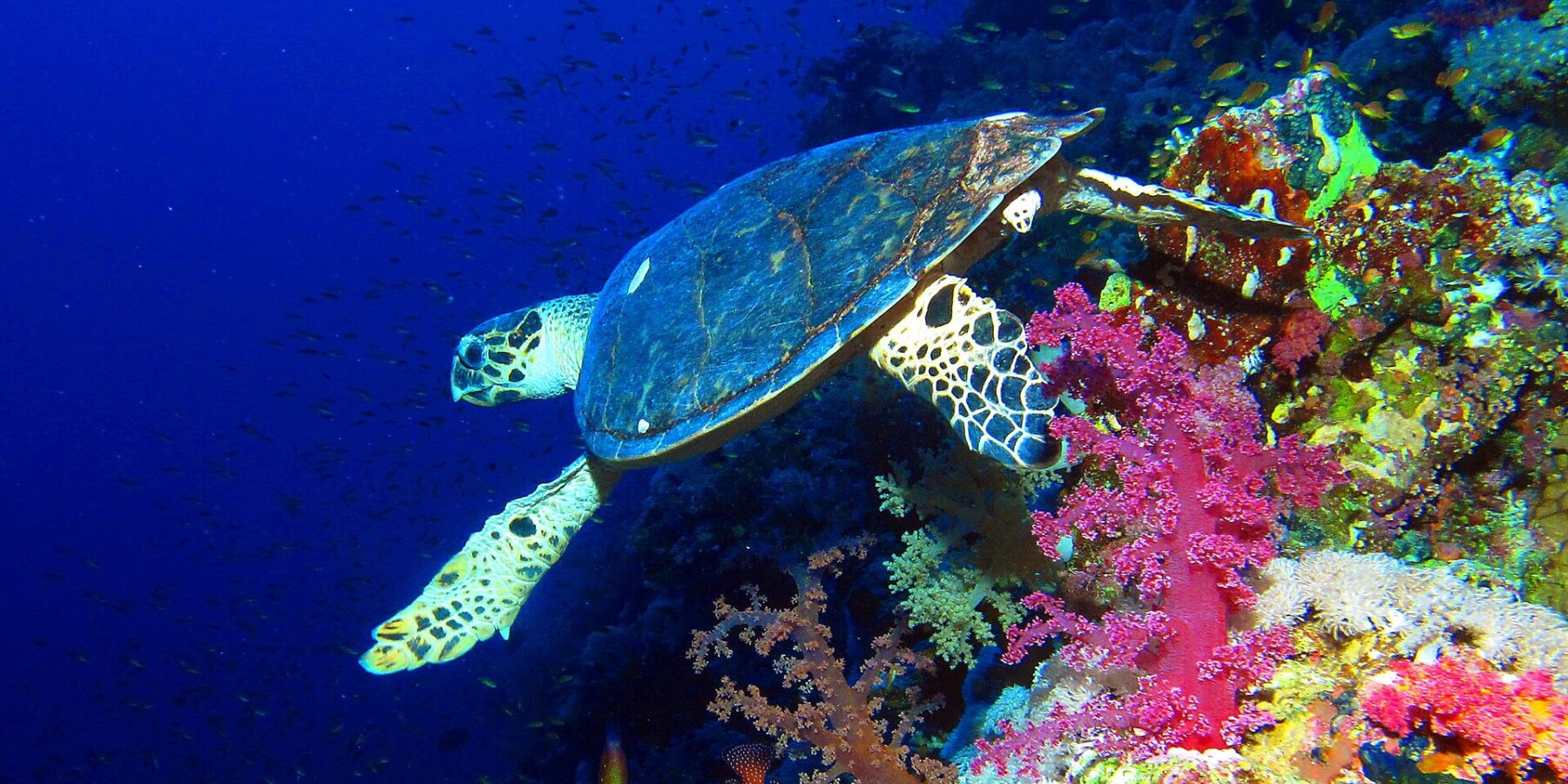 Une tortue imbriquée nage le long d'un tombant au-dessus de coraux mous roses, le bleu profond derrière elle