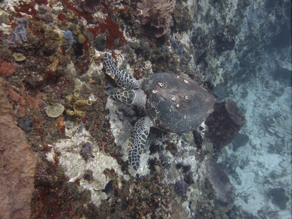 Une tortue imbriquée à la carapace parsemée de balanes, la tête contre une paroi couverte d'éponges rouges, jaunes et violettes et d'oursins noirs