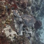 Une tortue imbriquée à la carapace parsemée de balanes, la tête contre une paroi couverte d'éponges rouges, jaunes et violettes et d'oursins noirs