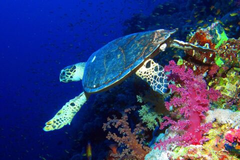 Une tortue imbriquée nage le long d'un tombant au-dessus de coraux mous roses, le bleu profond derrière elle