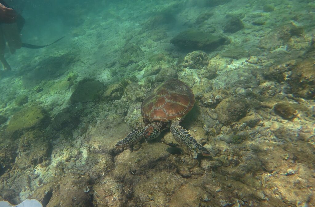 Vue de dessus, une tortue marine à carapace brune au ras d'un fond rocheux couvert d'algues, dans une eau vert clair, les jambes et la palme d'un nageur en haut à gauche.