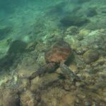 Vue de dessus, une tortue marine à carapace brune au ras d'un fond rocheux couvert d'algues, dans une eau vert clair, les jambes et la palme d'un nageur en haut à gauche.