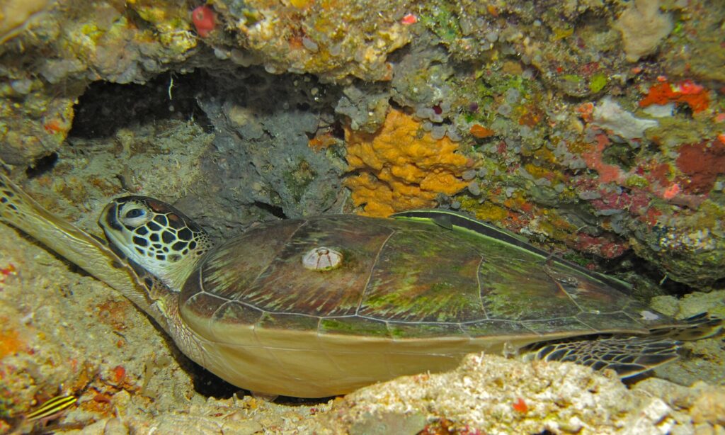 Une tortue verte allongée sous un surplomb du récif, la carapace brun-vert piquée d'une balane et un rémora rayé posé dessus, devant une éponge jaune.