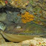 Une tortue verte allongée sous un surplomb du récif, la carapace brun-vert piquée d'une balane et un rémora rayé posé dessus, devant une éponge jaune.