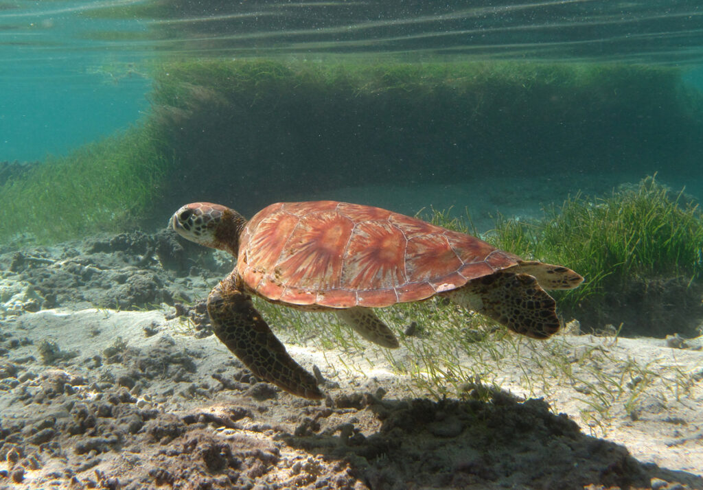 Une jeune tortue verte à la carapace orangée striée en éventail nage au ras du sable, devant un herbier, juste sous la surface