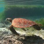 Une jeune tortue verte à la carapace orangée striée en éventail nage au ras du sable, devant un herbier, juste sous la surface