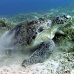 Une tortue verte broute l'herbier sur le fond sableux, près de Marsa Alam, en mer Rouge