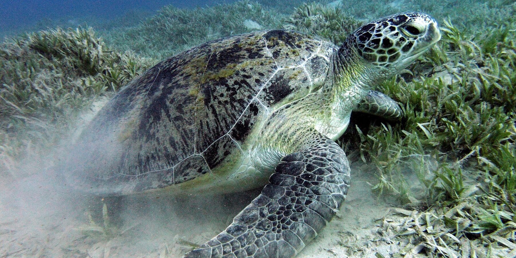 Une tortue verte broute l'herbier sur le fond sableux, près de Marsa Alam, en mer Rouge