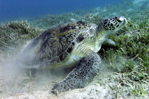 Une tortue verte broute l'herbier sur le fond sableux, près de Marsa Alam, en mer Rouge