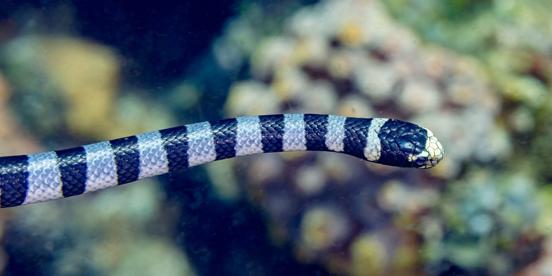 Un tricot rayé vu de profil nage à l'horizontale devant un récif flou, la tête noire au museau et à la lèvre jaune pâle, le corps cerclé d'anneaux noirs et gris-bleu