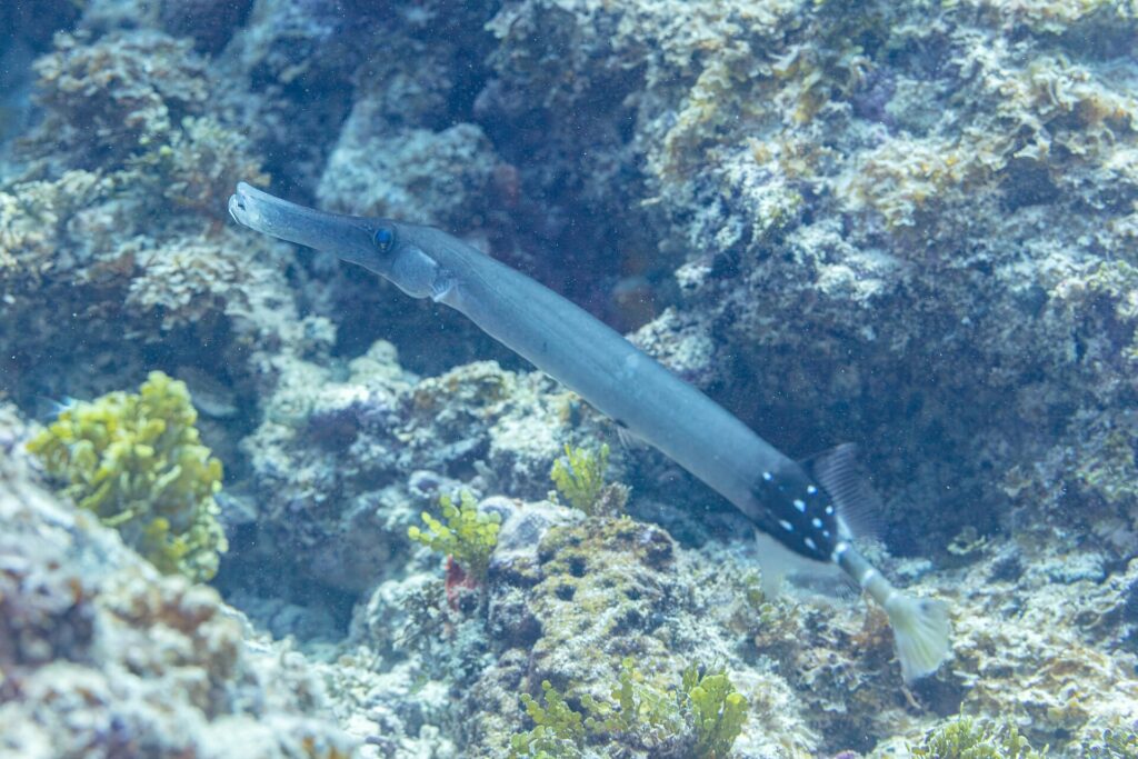 Un poisson-trompette gris-bleu au long museau tubulaire glisse en diagonale au-dessus d'un récif rocheux couvert d'algues vertes, l'arrière du corps noir piqué de points blancs
