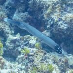 Un poisson-trompette gris-bleu au long museau tubulaire glisse en diagonale au-dessus d'un récif rocheux couvert d'algues vertes, l'arrière du corps noir piqué de points blancs