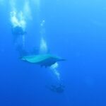 Une raie mobula passe entre des plongeurs accrochés au bout du bateau, dans le bleu profond du banc Princesse Alice