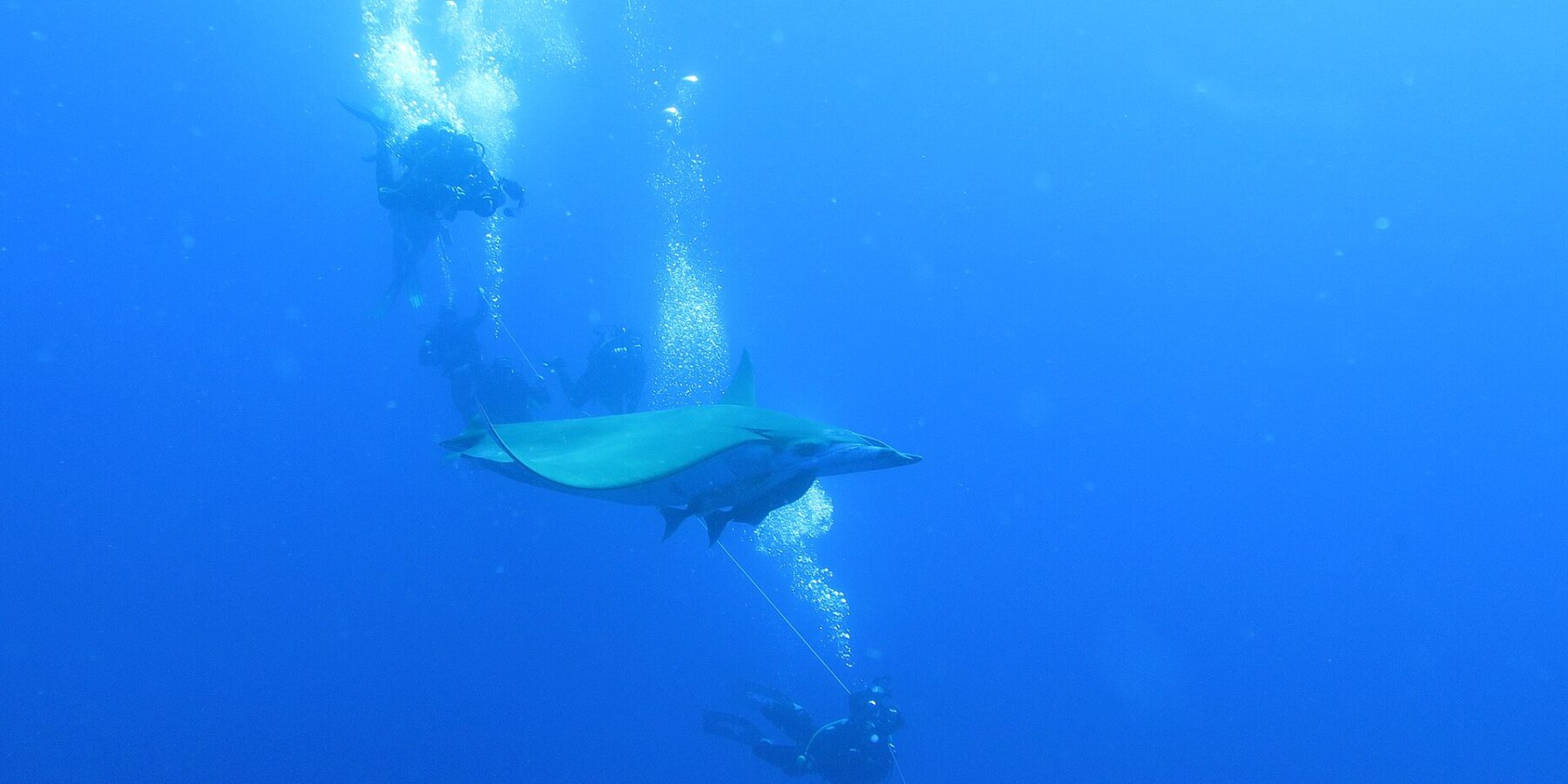Une raie mobula passe entre des plongeurs accrochés au bout du bateau, dans le bleu profond du banc Princesse Alice