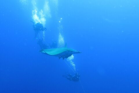 Une raie mobula passe entre des plongeurs accrochés au bout du bateau, dans le bleu profond du banc Princesse Alice
