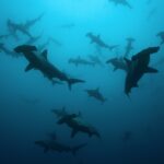 Un banc de requins-marteaux halicornes en silhouette dans une eau bleu-vert, vus d'en dessous, une vingtaine d'individus