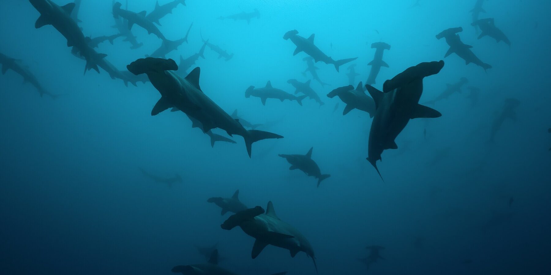 Un banc de requins-marteaux halicornes en silhouette dans une eau bleu-vert, vus d'en dessous, une vingtaine d'individus