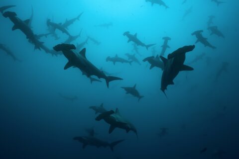 Un banc de requins-marteaux halicornes en silhouette dans une eau bleu-vert, vus d'en dessous, une vingtaine d'individus