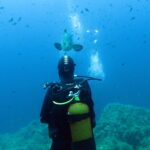 Un plongeur en combinaison noire, bouteille jaune sur le dos, vu de dos face à un mérou brun qui vient vers lui en pleine eau bleue, au-dessus de roches couvertes d'algues et parmi des dizaines de petits poissons.