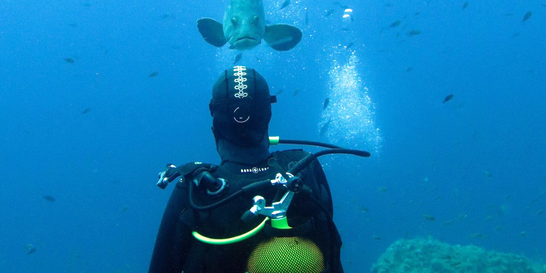 Un plongeur en combinaison noire, bouteille jaune sur le dos, vu de dos face à un mérou brun qui vient vers lui en pleine eau bleue, au-dessus de roches couvertes d'algues et parmi des dizaines de petits poissons.