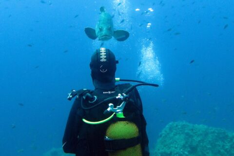 Un plongeur en combinaison noire, bouteille jaune sur le dos, vu de dos face à un mérou brun qui vient vers lui en pleine eau bleue, au-dessus de roches couvertes d'algues et parmi des dizaines de petits poissons.
