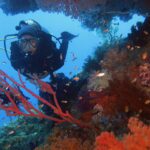 Un plongeur en combinaison noire face à l'objectif, encadré par des gorgones rouges et des coraux mous orange où nagent de petits anthias, sur fond d'eau bleue.