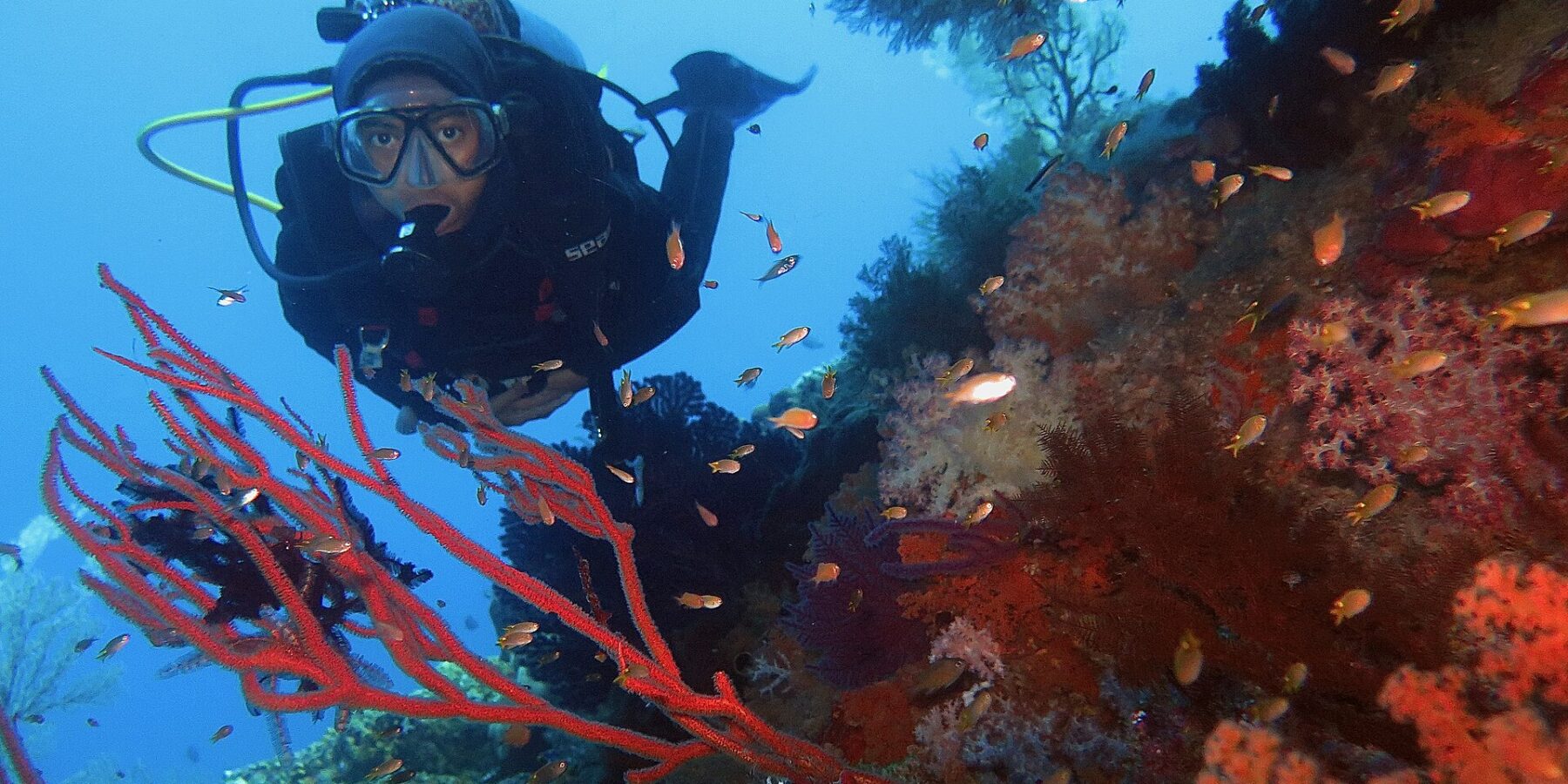 Un plongeur en combinaison noire face à l'objectif, encadré par des gorgones rouges et des coraux mous orange où nagent de petits anthias, sur fond d'eau bleue.