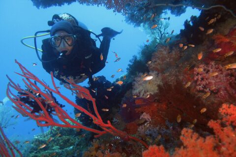 Un plongeur en combinaison noire face à l'objectif, encadré par des gorgones rouges et des coraux mous orange où nagent de petits anthias, sur fond d'eau bleue.