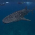 Un requin-baleine tacheté de blanc nage sous trois palmeurs en surface, dans une eau bleu sombre