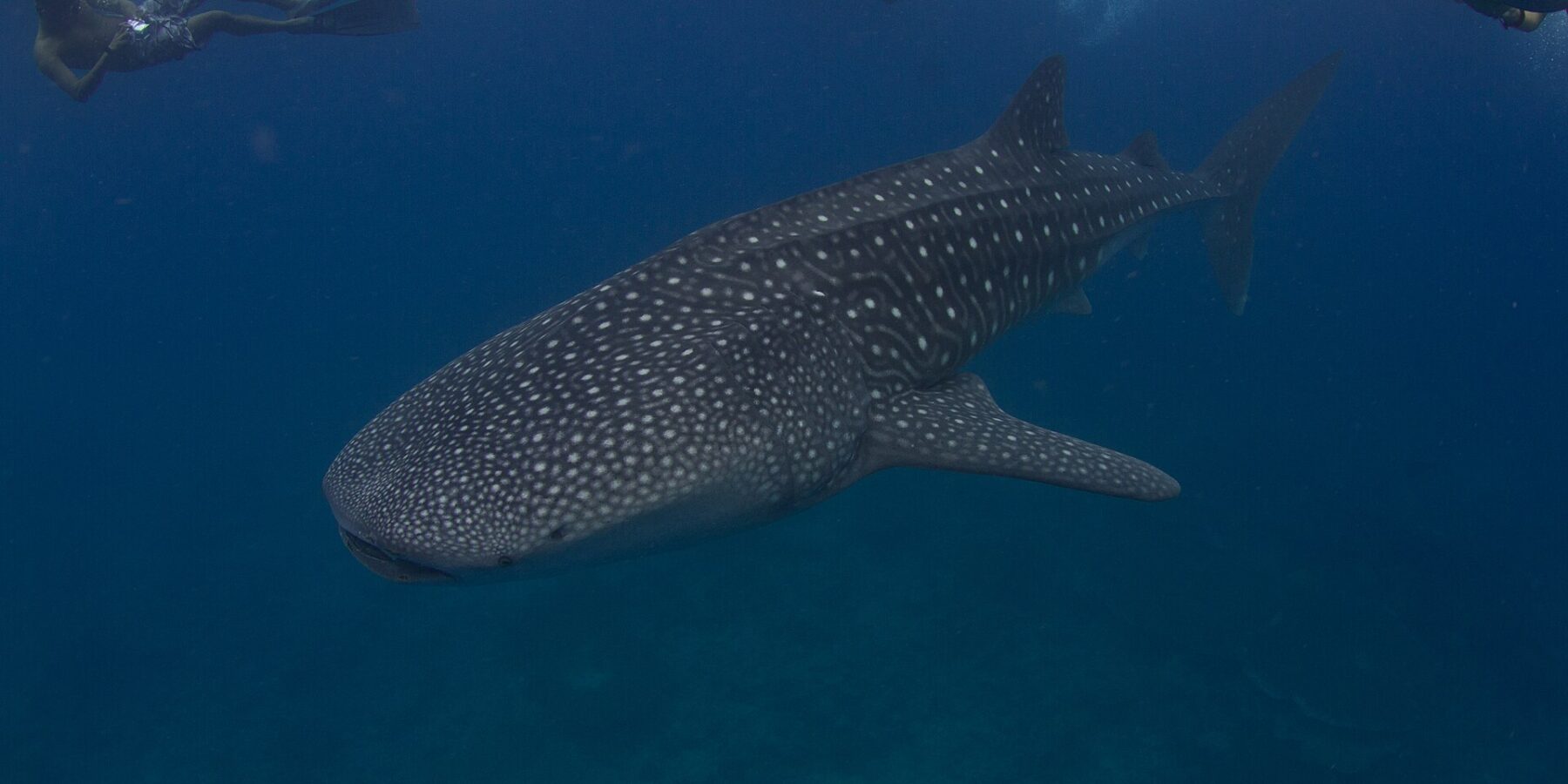 Un requin-baleine tacheté de blanc nage sous trois palmeurs en surface, dans une eau bleu sombre