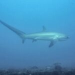 Un requin-renard pélagique nage de profil dans une eau bleu laiteux au-dessus d'un fond rocheux, sa longue queue dressée vers la gauche