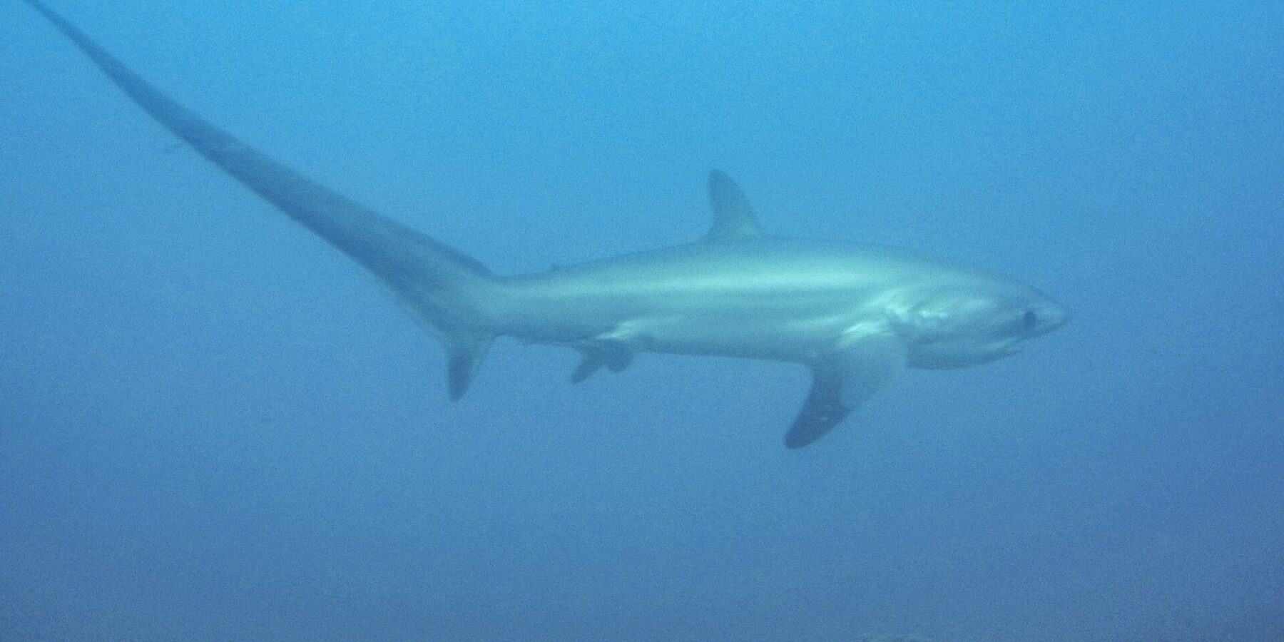 Un requin-renard pélagique nage de profil dans une eau bleu laiteux au-dessus d'un fond rocheux, sa longue queue dressée vers la gauche